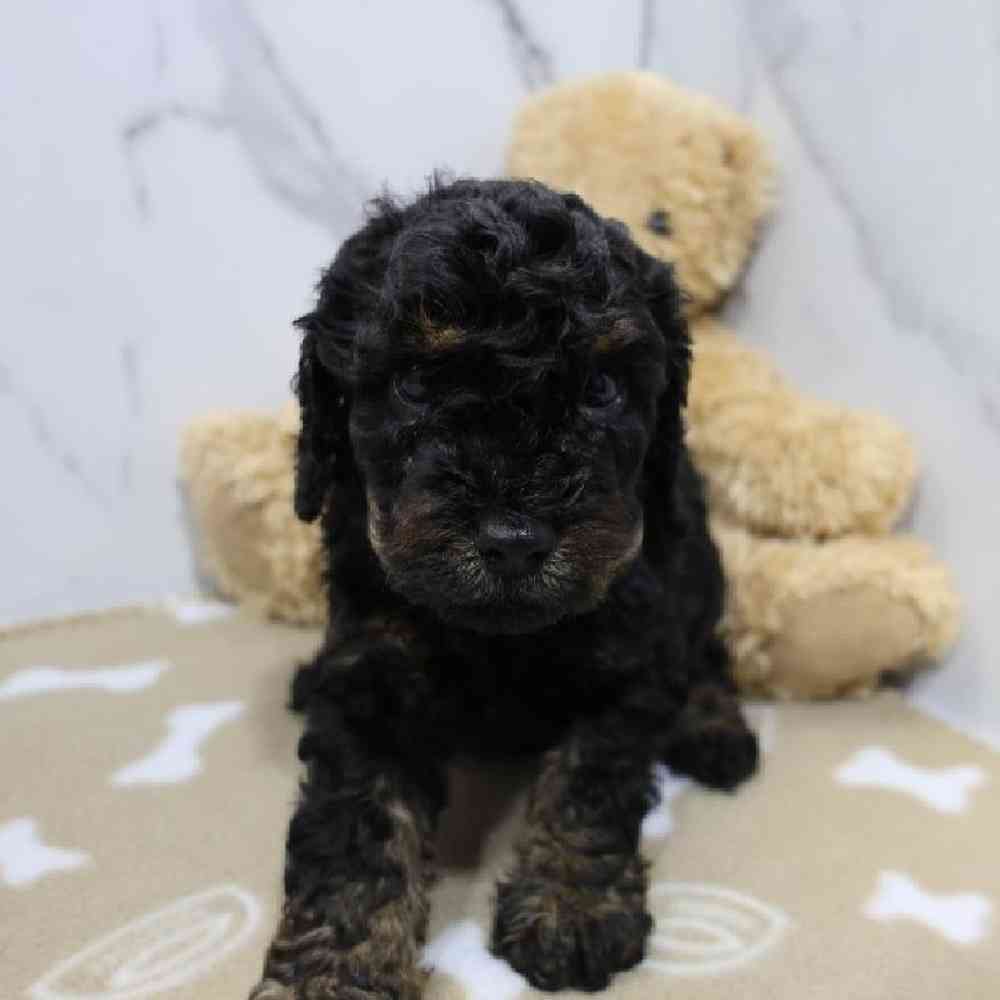 Male Cavapoo Puppy for Sale in Schererville, IN