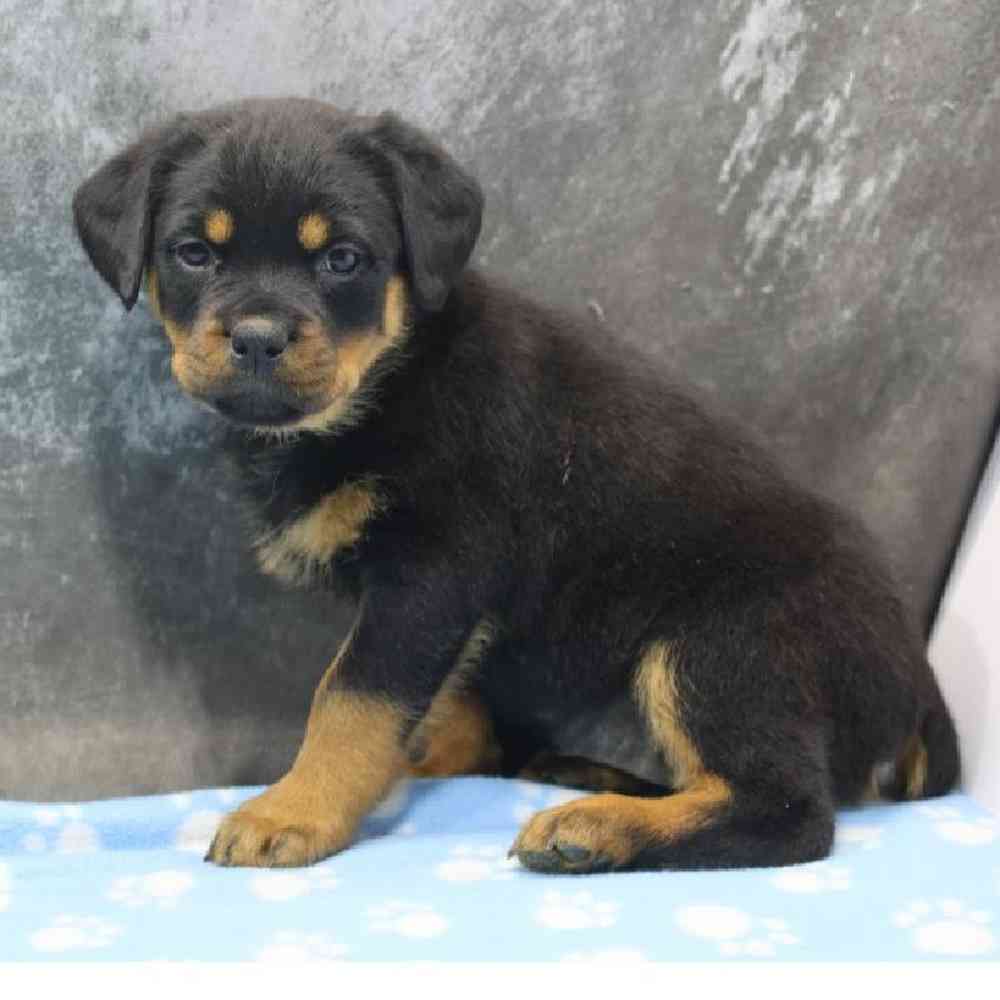 Male Rottweiler Puppy for Sale in Schererville, IN